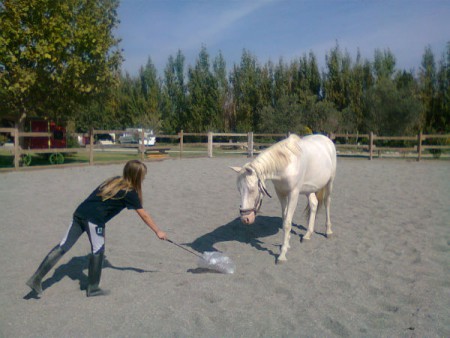 Désensibilisation au sac par Mathilde avec son jeune poney, Ugo.